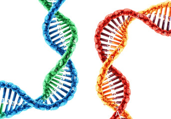 Two dna double helix strands, one blue and green, the other red and orange, isolated on transparent background