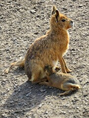 mara