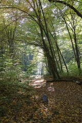 Obraz premium Sunlit Autumn Path in the Forest