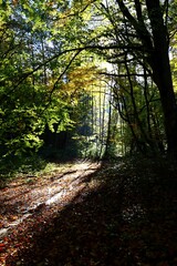 Sunlit Autumn Path in the Forest