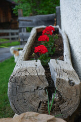 flower in the garden