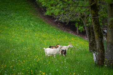 Goats grazing on a green meadow, standing under a tree and reaching for fresh leaves in a spring landscape