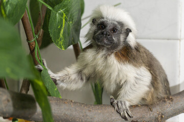 Cotton-top tamarin perched on branch with expressive face and distinctive white crest