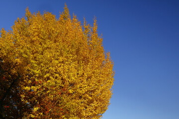 Fototapeta premium 燃える秋