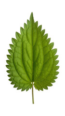Serrated green leaf against black isolated on a transparent background