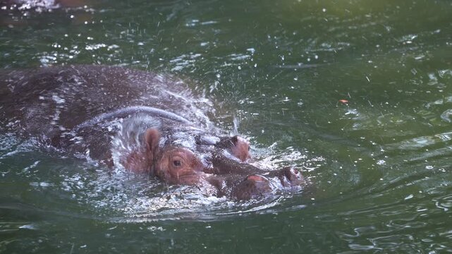 huge hippo while swiming in the park