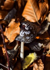 mushrooms in autumn
