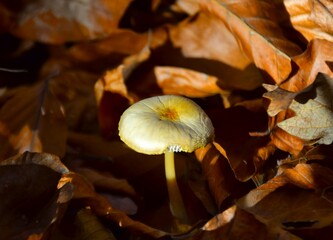 mushrooms in the forest
