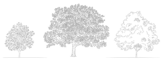 Set of trees in CAD lines, architecture and landscaping model, clean vector elements ideal for architects, landscape designers, site plans