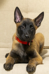 Adorable Belgian Malinois puppy with erect ears and an orange collar sitting attentively on a beige sofa indoors.