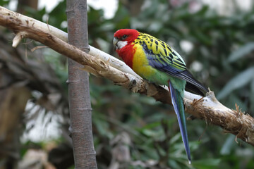 Eastern Rosella, Platycercus eximius, perched