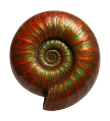 Obraz premium Iridescent polished ammonite fossil featuring vibrant red and green shell layers.