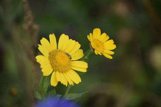 Two Yellow Buttercup Flowers on Blurred Green Background Closeup - Powered by Adobe