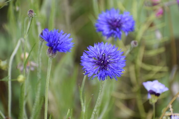 Blue Cornflower Blooms on Blurred Green Background Closeup