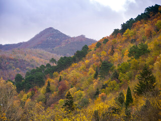 Italia, Toscana, Reggello, Firenze. il bosco in autunno.