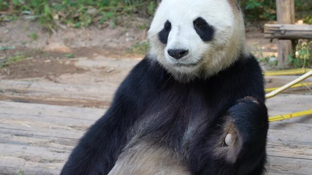 Giant panda eating bamboo,Wild Animals.   