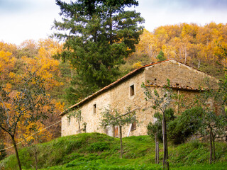 Italia, Toscana, Reggello, Firenze. il bosco in autunno.