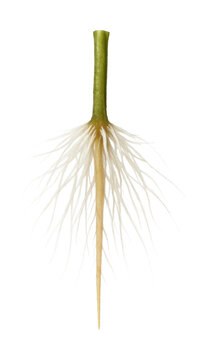 Elodea root with delicate, white, hair-like extensions on a slender base.