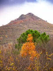 Italia, Toscana, Reggello, Firenze. il bosco in autunno.