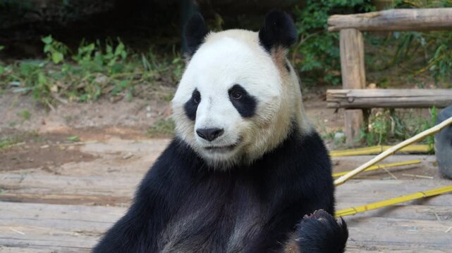 Giant panda eating bamboo,Wild Animals.   