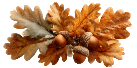 Jesienne liście dębu z żołędziami – dekoracja natury na białym tle