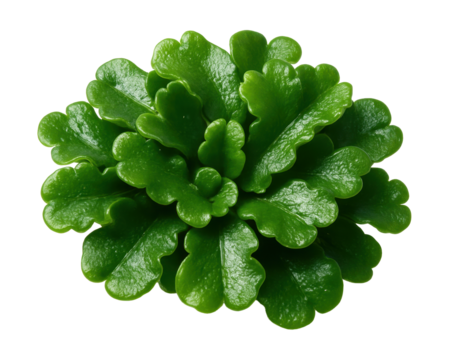 Vibrant liverwort cluster featuring overlapping, shiny green leaves.