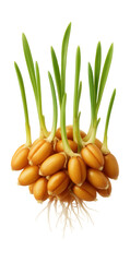 Obraz premium Sprouted wheat grain with visible green shoots and roots.