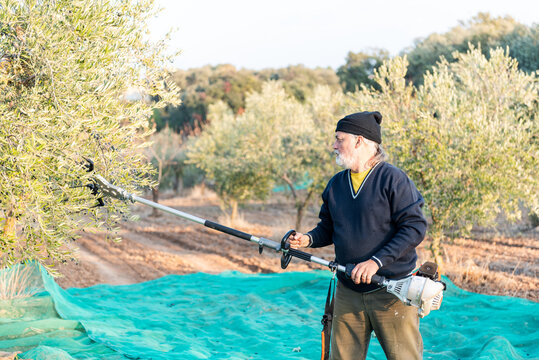 Traditional Olive Harvest With a Mechanical Pruner in a Sunny Grove in Early Autumn