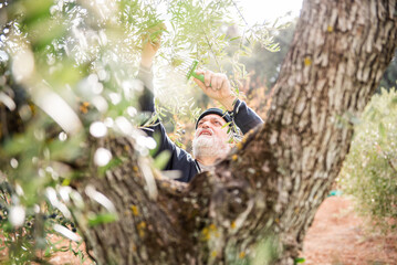 Senior Man Harvesting Olives by Hand Using Traditional Methods in Sunny Orchard
