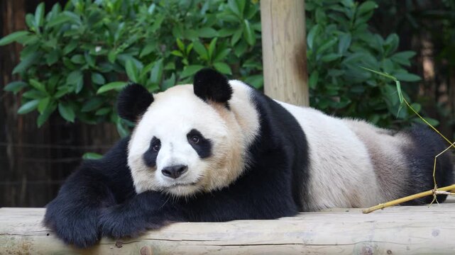 Giant panda eating bamboo,Wild Animals.   