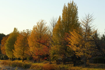 Obraz premium 燃える秋