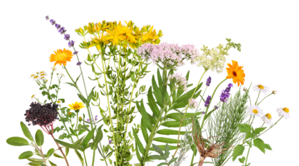 A flower bed with many different medicinal plants