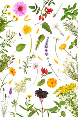 A white background with many different medicinal plants, herbs and tee