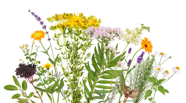 A flower bed with many different medicinal plants