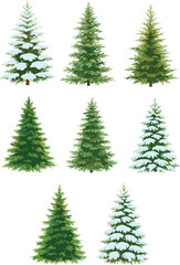 Snow-covered and green pine trees illustration, winter evergreen forest collection, seasonal nature elements, Christmas tree set, detailed botanical design