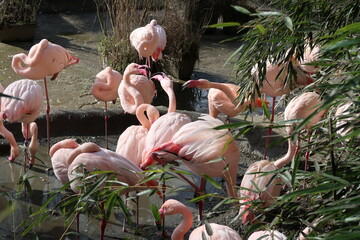 Flamingo - 1
