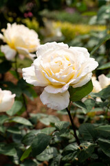 Bloom white rose with green leave in the garden