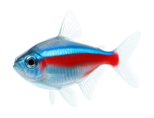 Translucent fish featuring vivid blue and red horizontal stripes.