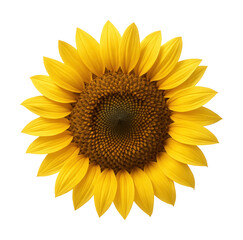 Fototapeta premium Sunflower with a central seed disk and vibrant yellow petals.
