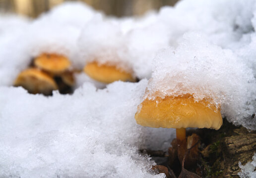 Mushrooms, growing under snow on a tree trunk in the winter forest. - Powered by Adobe