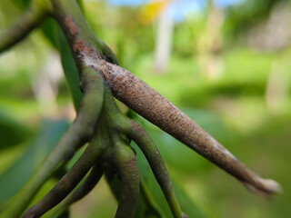 pupae or bagworms attached to mango leaf twigs