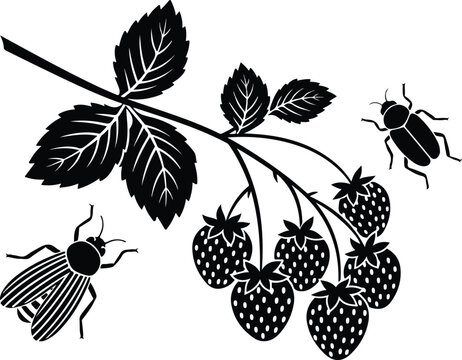 Life in a Strawberry Field: Insects and Fruit
