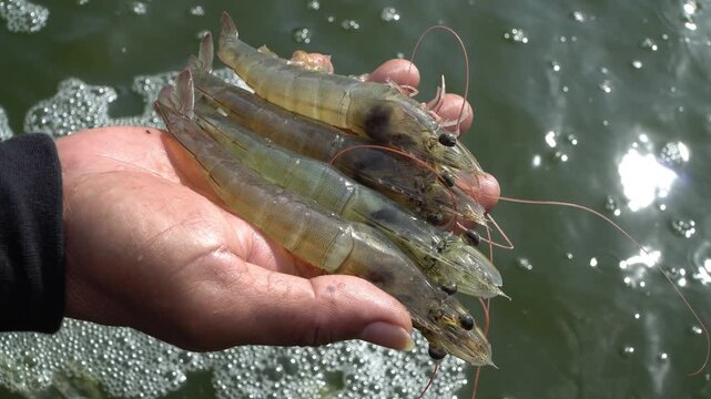 Hands Holding Fresh Vannamei Shrimp Above Water &ndash; Aquaculture Harvest, Shrimp Farming, Sustainable Seafood, Close-Up Whiteleg Shrimp Handling