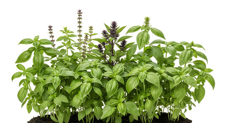 Fresh basil plants growing in soil isolated on transparent background, closeup , ai generated image