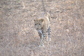 A focused leopard stands alert, scanning the wild landscape for prey. Perfect wildlife behavior shot showing power, intensity, and natural instincts.