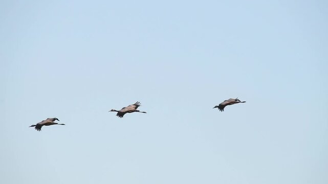 A group of cranes (Grus grus) fly and beat their wings peacefully during their migration season over the skies of the Aiguamolls Empord&agrave;, Girona, Spain, Catalonia