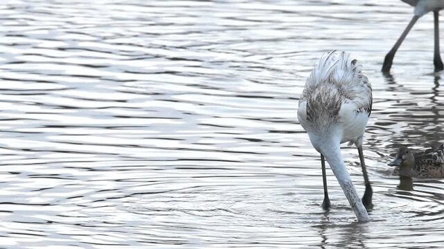 A flamingo (Phoenicopterus roseus) is swimming peacefully in the lake while a female duck (Anas platyrhynchos) bites its rear end in Aiguamolls Empoda Girona Spain Catalonia