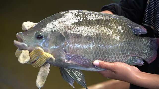 Farmer Holding Mature Tilapia Broodstock &ndash; Large Nile Tilapia Fish, Aquaculture Breeding, Healthy Brood Fish Close-Up in Hatchery