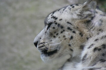 Schneeleopard
