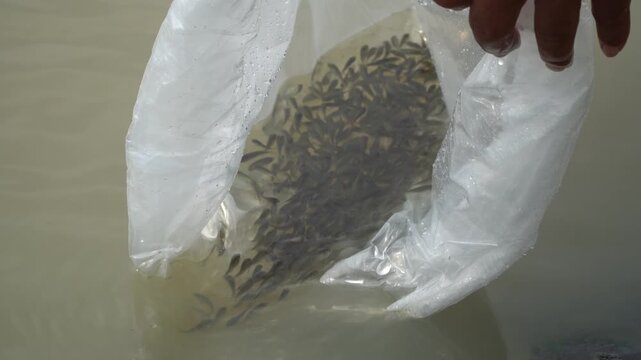 Fish Restocking Activity &ndash; Releasing Juvenile Fish into Natural Waters for Aquaculture, Conservation, and Fisheries Enhancement Program